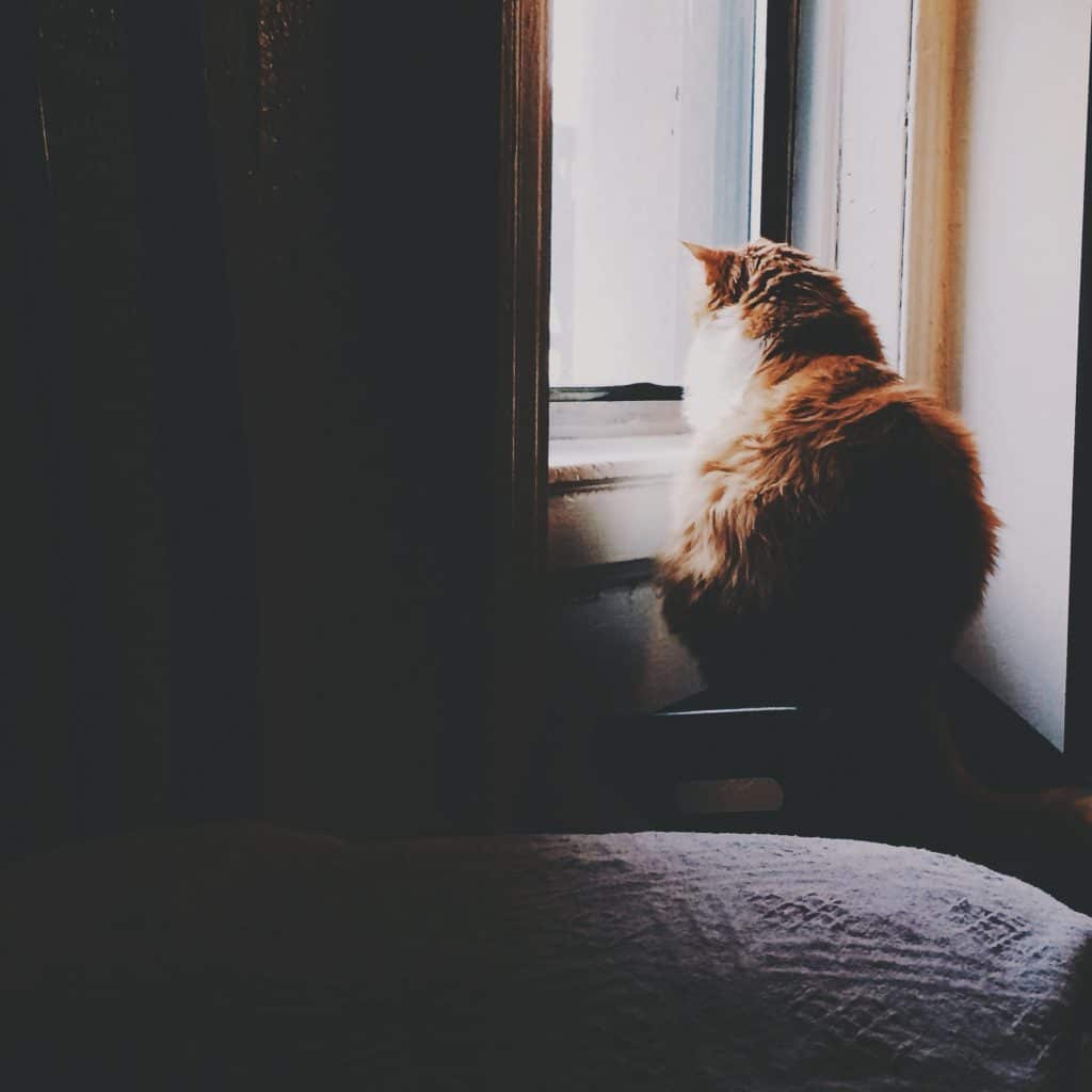 Un chat roux sur une fenêtre en hiver