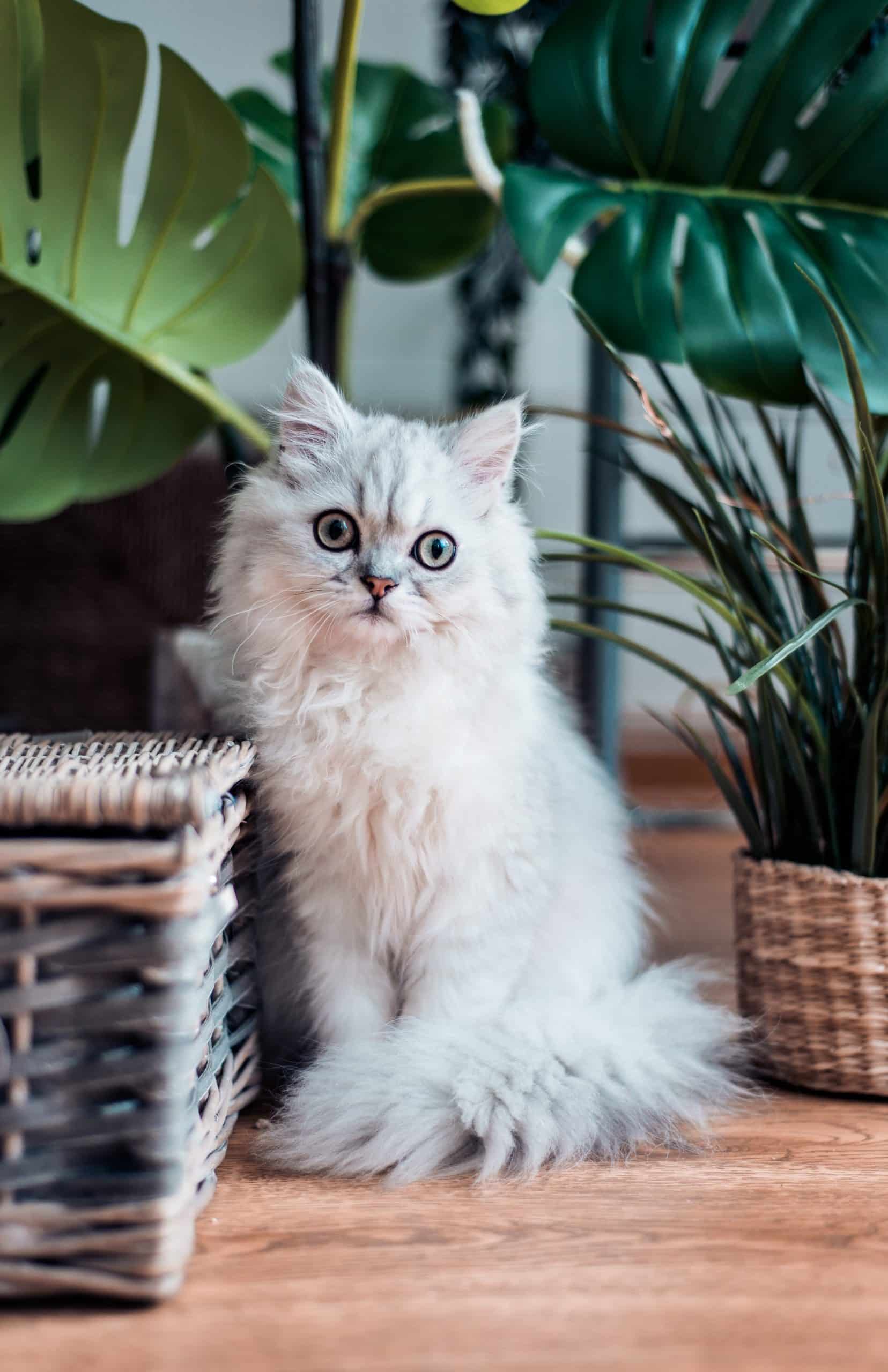 chat blanc à poils long devant des plantes et des paniers
