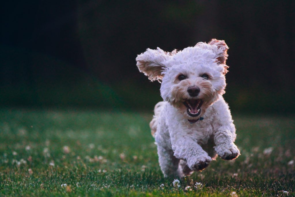 petit chien blanc qui court dans l'herbe